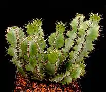 Habitus