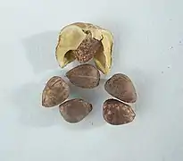 geöffnete Frucht mit Samen