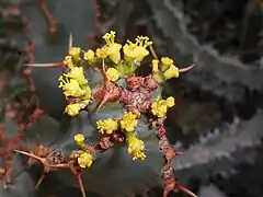 Blüten