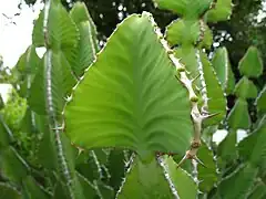 Zweigabschnitt