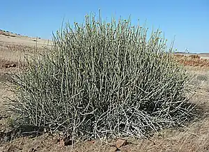 Euphorbia damarana (Damara-Wolfsmilch, Melkbos)