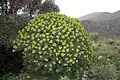 Euphorbia dendroides in Sizilien