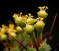 männliche Blüten