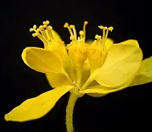Auch die Cyathien der Euphorbia epithymoides sind leuchtend gelb