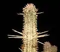 Spross einer Euphorbia mammillaris