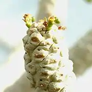 Blütenreste mit Fruchtansatz