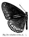 Euploea sylvester coreta
