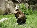 Mönchsgeier im Tierpark Berlin