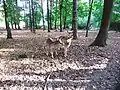 Damhirsch