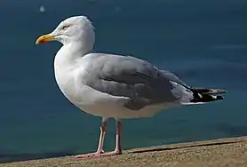 Silbermöwe (European herring gull)