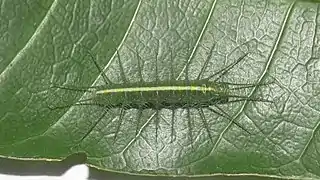 Jüngere Raupe