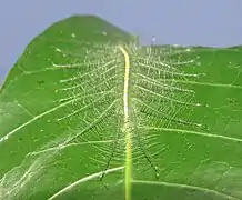 Ältere Raupe