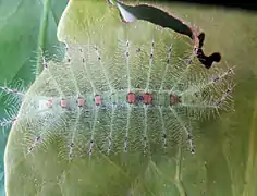 Ältere Raupe