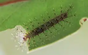 Jüngere Raupe