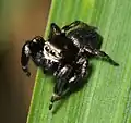 … und Männchen des Dunklen Sichelspringers (E. arcuata).