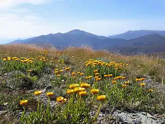 Blick über eine Wiese mit Strohblumen auf dem Mount Hotham hinüber zum Mount Feathertop (Victorian Alps)