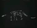 Rekonstruktion eines Brontosaurus, lückenhaftes Skelett