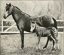 Zorse-Fohlen mit Mutter