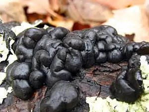 Exidia glandulosa (Syn. E. truncata), der Stoppelige Drüsling ist die Typusart der Gattung Exidia