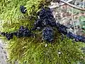 Exidia nigricans (Syn.&nbsp;E.&nbsp;plana), der Warzige Drüsling ist in Deutschland, Österreich und der Schweiz der häufigste Vertreter der Gattung.