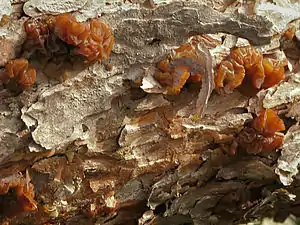 Kandisbrauner DrüslingExidia saccharina
