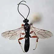 Exochus argutus