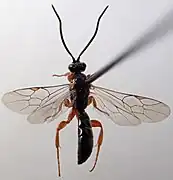 Exochus flavomarginatus