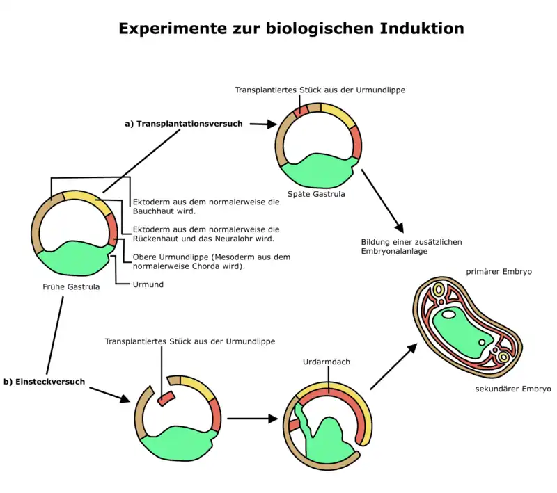 Beschreibung