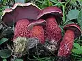Exsudoporus frostii