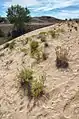 Vegetation auf den Sanddünen