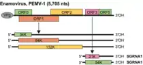 Genomkarte von PEMV-1