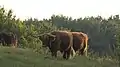Hochlandrinder auf der Grünfläche an der Nordgrenze des FFH-Gebietes Busdorfer Tal