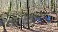 Bruchwald im Kiuser Gehege
