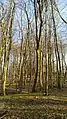 Waldmeister-Buchenwald an der Munkbrarupau südlich Blixberg