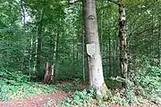 Königseck: Ein Schild erinnert an ein Jagdlager Kaisers Friedrich I., genannt Barbarossa