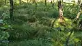 Moorwald vor dem Übergangsmoor im FFH-Teilgebiet Idstedt-Osterfeld