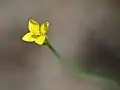 Blüte