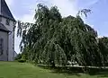 Cultivar Pendula