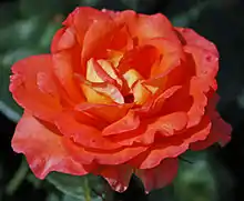 2004