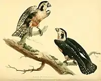 Horsfield (1824): Zoological Researches in Java, plate 35.