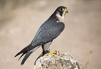 Wanderfalke (Peregrine falcon)