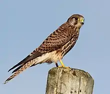 2007 Turmfalke