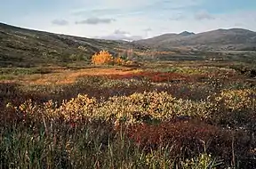 Herbst in der Tundra des Yukon Delta NWR