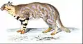 Leopardus pajeros gemalt von Jean-Gabriel Prêtre, Gravur Annedouche