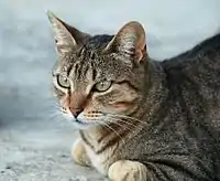 14 Gato (Katze) 53-54-55-56