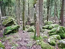 Felsenmeer im Bannwald Untereck mit Fichten-Blockwald