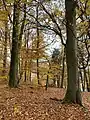 Buchenwald dient dem klimatischen Schutz der seltenen Felsspalten-Vegetation