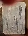 Platte mit einer Zeichnung aus Crero