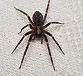 Dorsalansicht einer weiblichen Hauskräuselspinne