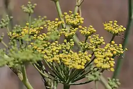 Fenchel